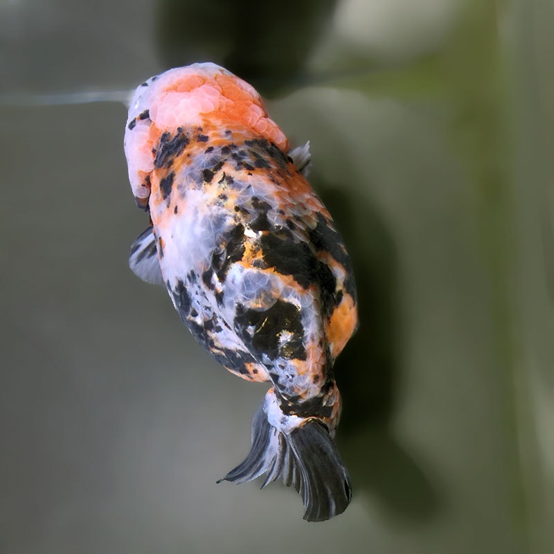 金魚王子】江戸錦 15.5cm前後 (個体番号：xsw622) 金魚 きんぎょ 生体