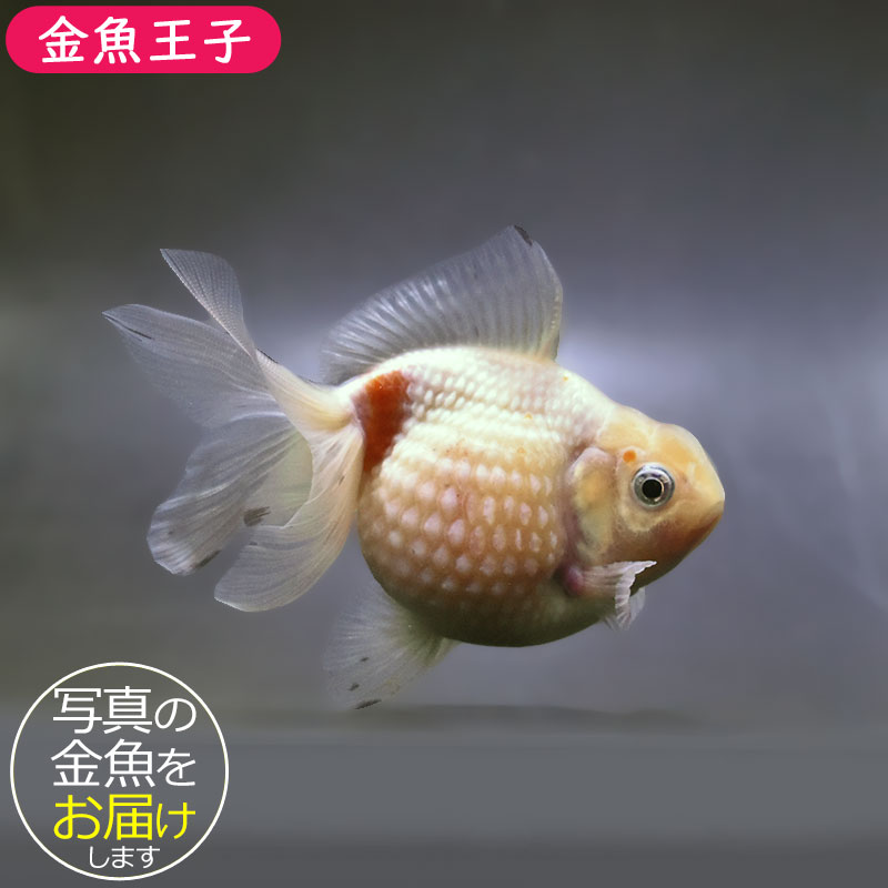 金魚王子】更紗ピンポンパール 10.5cm前後 (個体番号：xsw953) 金魚