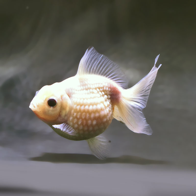 金魚王子】更紗ピンポンパール 10.5cm前後 (個体番号：xsw953) 金魚