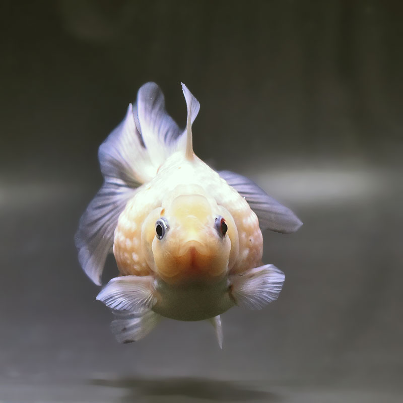 金魚王子】更紗ピンポンパール 10.5cm前後 (個体番号：xsw953) 金魚