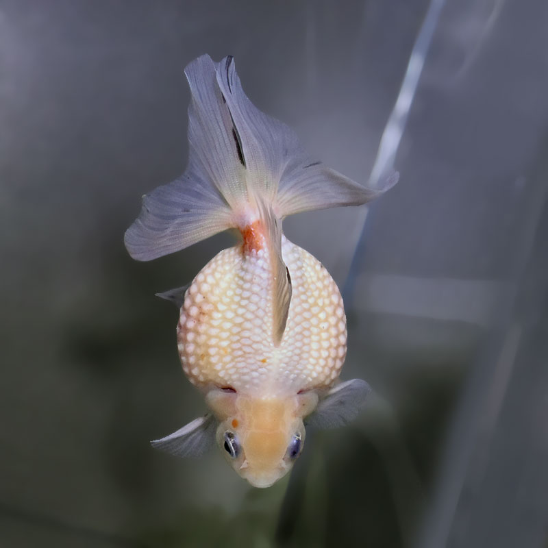 金魚王子】更紗ピンポンパール 10.5cm前後 (個体番号：xsw953) 金魚