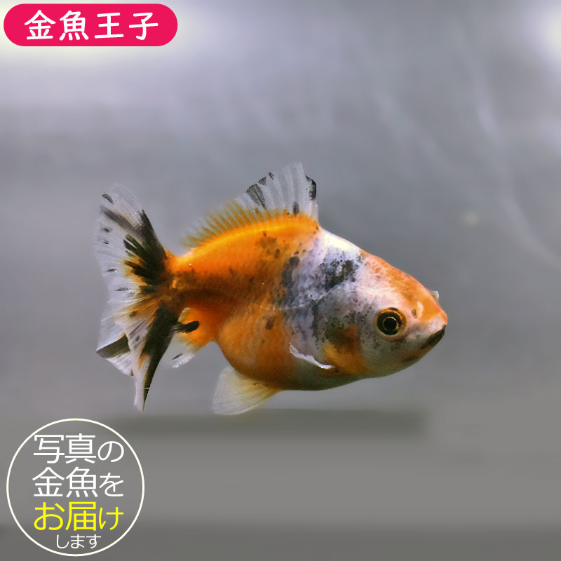 金魚王子】バルーンオランダ 6.5±1cm前後 (個体番号：zaq226) 金魚