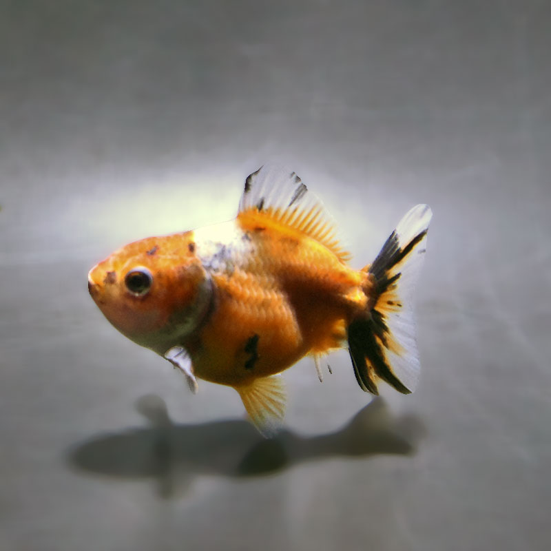 金魚王子】バルーンオランダ 6.5±1cm前後 (個体番号：zaq226) 金魚