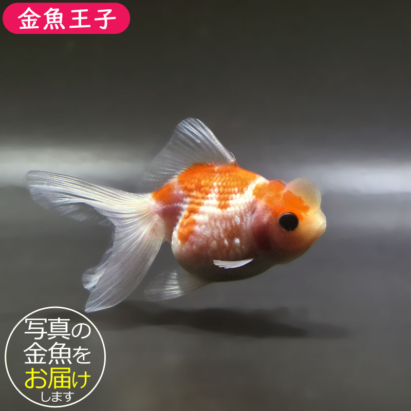 金魚王子】更紗浜錦 8～9cm前後 (個体番号：zaq755) 金魚 きんぎょ