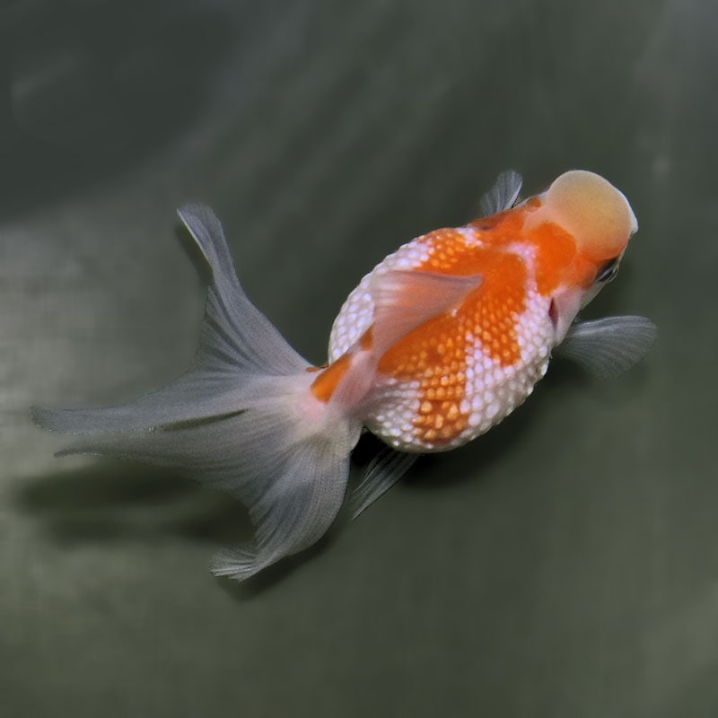 金魚王子】更紗浜錦 8～9cm前後 (個体番号：zaq755) 金魚 きんぎょ