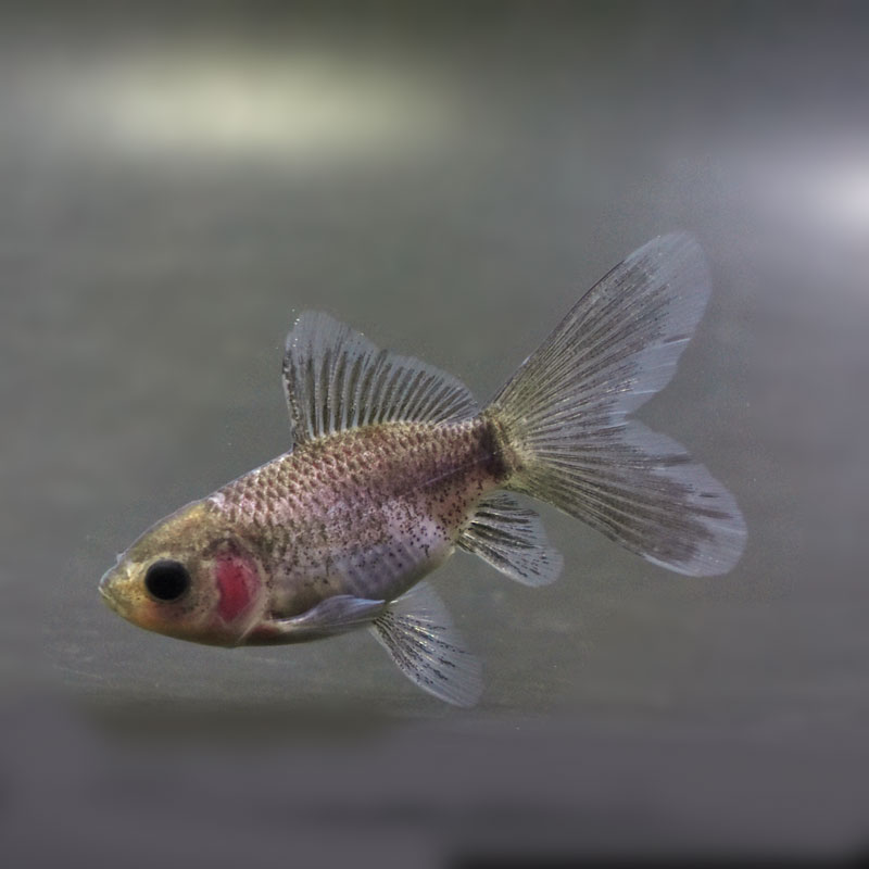 白髪親父が育てたブリストル朱文金（隼人錦系）16.8～17.6ｃｍ　　雌雄３匹セツト　　 Yahoo!オークション -「隼人」(金魚) (魚類、水生生物)の落札相場