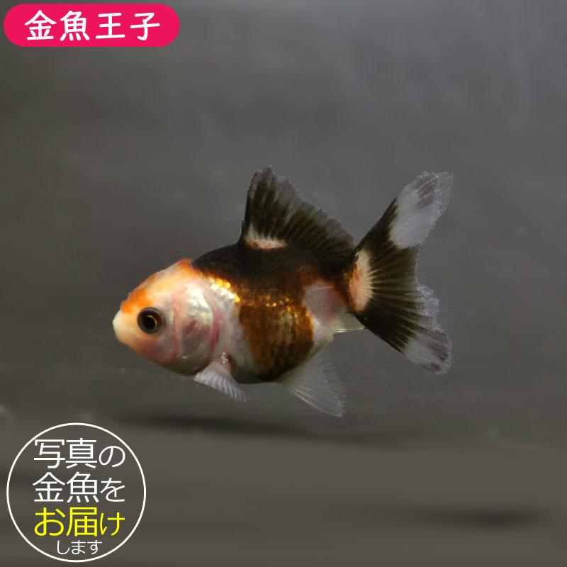 太祖王建 ワンゴン　1章～8章　全71巻セット 太祖王建(ワンゴン) 全巻BOX(1章~8章全71巻) [DVD] wgteh8f