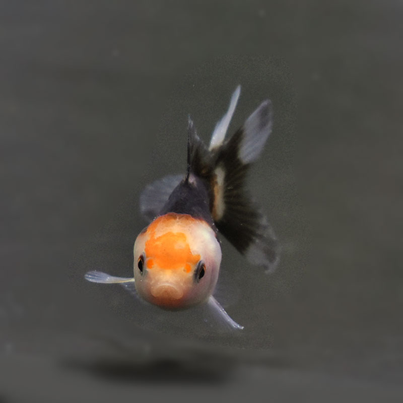 金魚王子】ベビーオランダ 5±1cm前後 (個体番号：cde348) 金魚