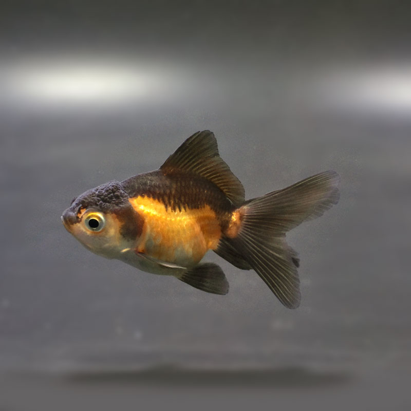 金魚王子】ハーフムーンオランダ 6.5±1cm前後 (個体番号：cde525) 金魚