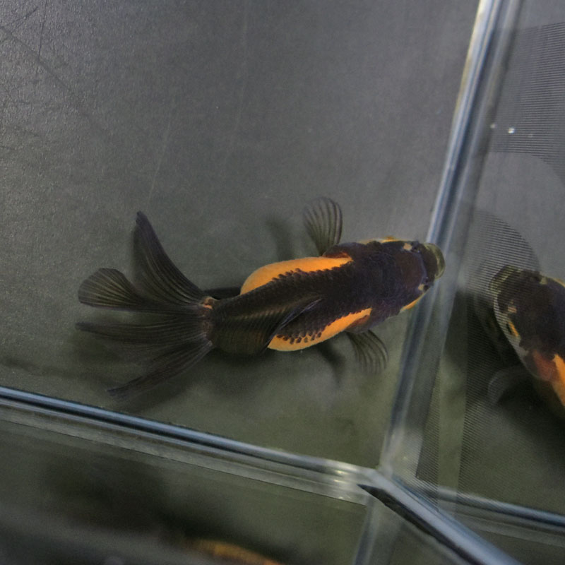 金魚王子】ハーフムーンオランダ 6.5±1cm前後 (個体番号：cde525) 金魚 