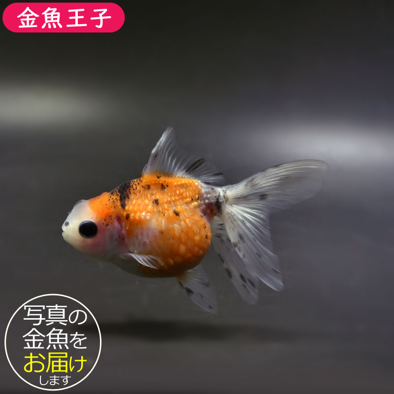 【金魚王子】キャリコ浜錦 8.5±1cm前後 (個体番号：cde701) 金魚 きんぎょ 生体 パールスケール 厳選個体