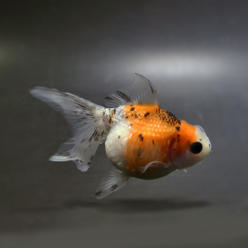 【金魚王子】キャリコ浜錦 8.5±1cm前後 (個体番号：cde701) 金魚 きんぎょ 生体 パールスケール 厳選個体