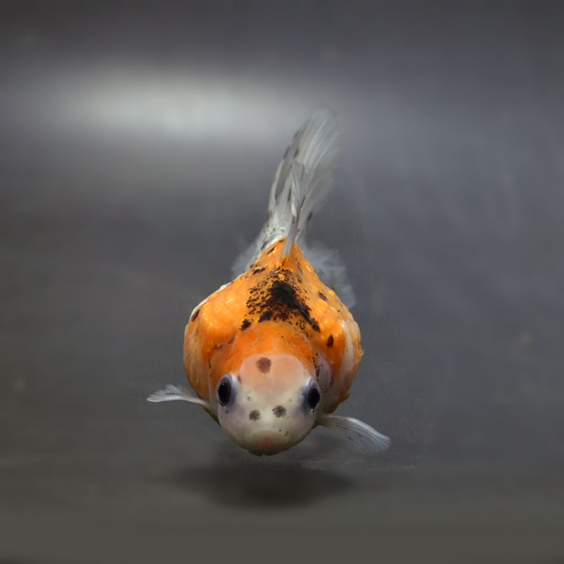 【金魚王子】キャリコ浜錦 8.5±1cm前後 (個体番号：cde701) 金魚 きんぎょ 生体 パールスケール 厳選個体