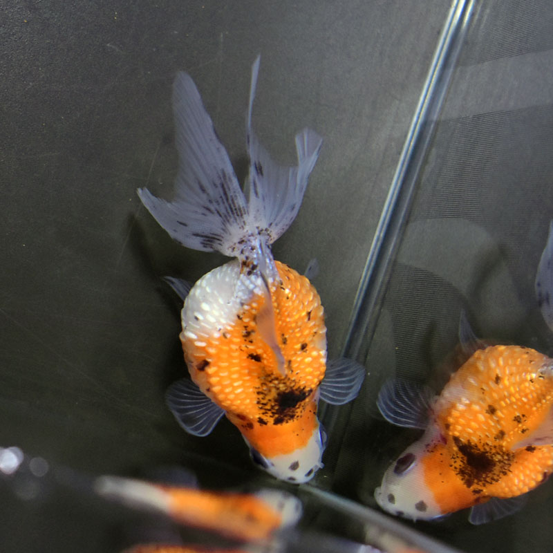 【金魚王子】キャリコ浜錦 8.5±1cm前後 (個体番号：cde701) 金魚 きんぎょ 生体 パールスケール 厳選個体