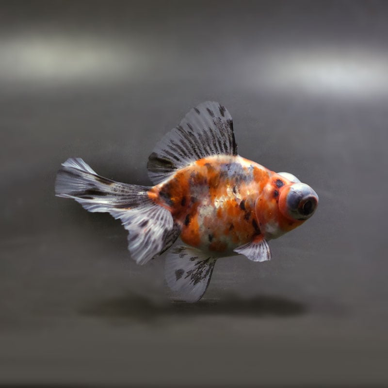 金魚王子】キャリコ蝶尾 7～8cm前後 (個体番号：cde845) 金魚 きんぎょ