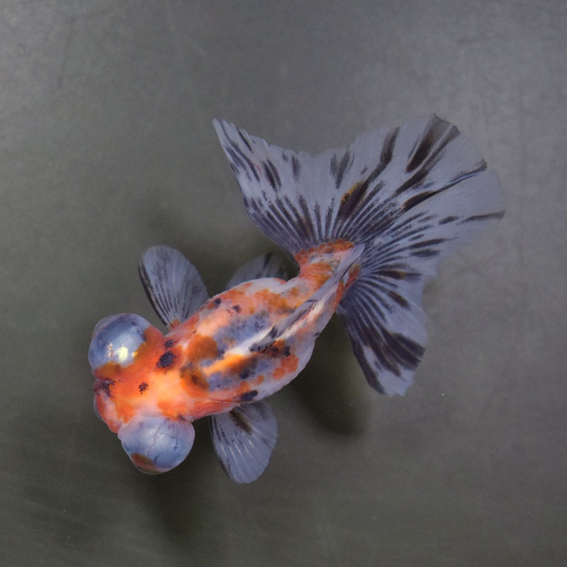 金魚王子】キャリコ蝶尾 7～8cm前後 (個体番号：cde845) 金魚 きんぎょ