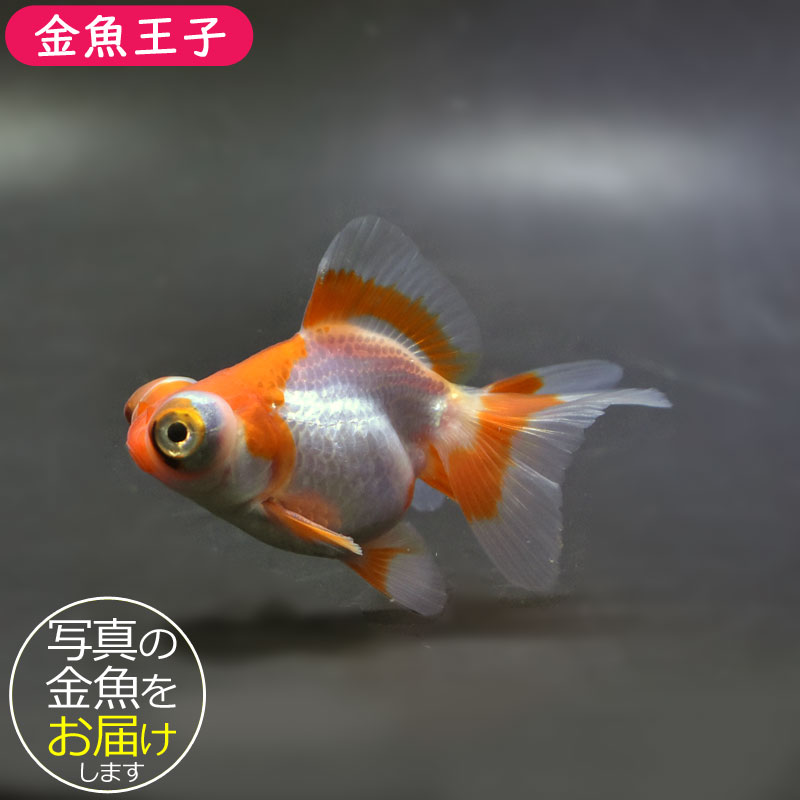 【金魚王子】三色蝶尾 8±1cm前後 (個体番号：xsw118) 金魚 きんぎょ 生体 蝶尾 厳選個体
