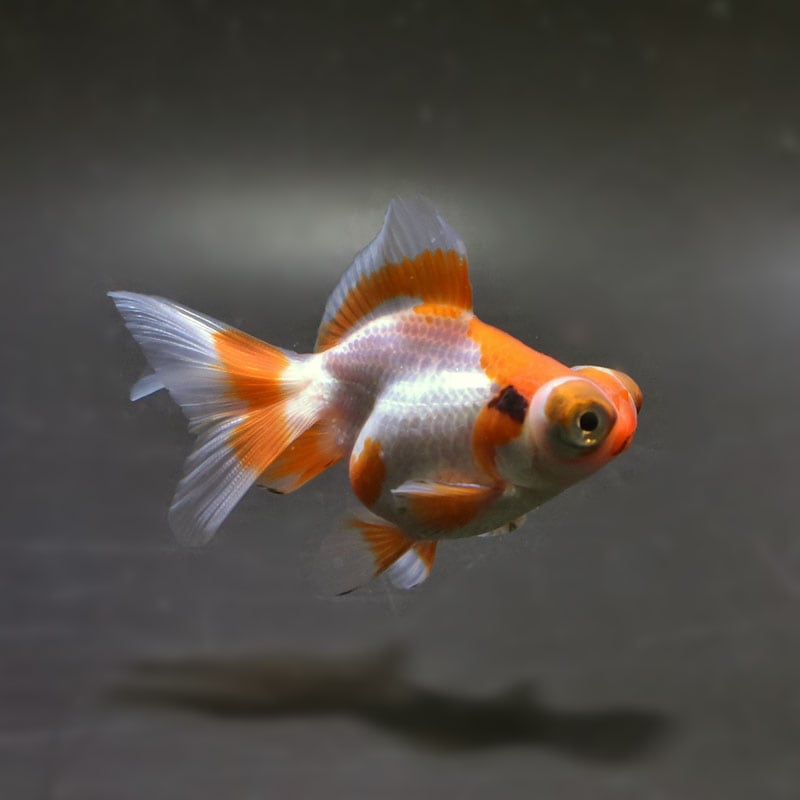 【金魚王子】三色蝶尾 8±1cm前後 (個体番号：xsw118) 金魚 きんぎょ 生体 蝶尾 厳選個体