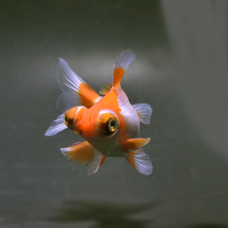 【金魚王子】三色蝶尾 8±1cm前後 (個体番号：xsw118) 金魚 きんぎょ 生体 蝶尾 厳選個体