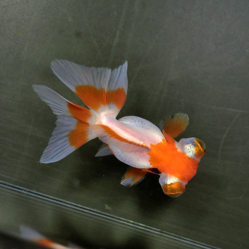 【金魚王子】三色蝶尾 8±1cm前後 (個体番号：xsw118) 金魚 きんぎょ 生体 蝶尾 厳選個体