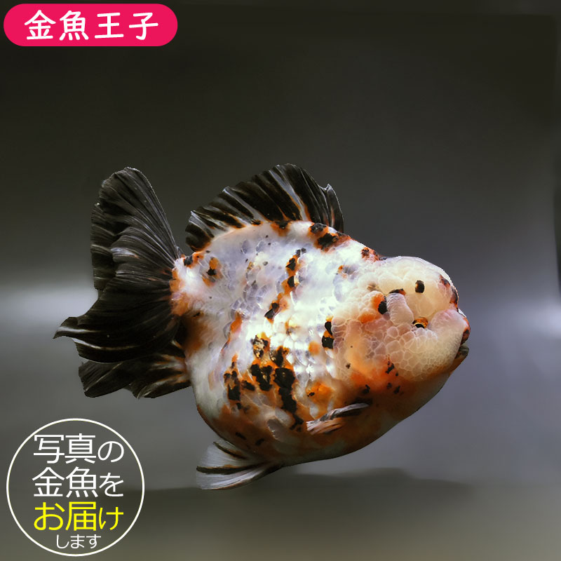 金魚王子】三色ショートテールオランダ 17cm前後 (個体番号：xsw631