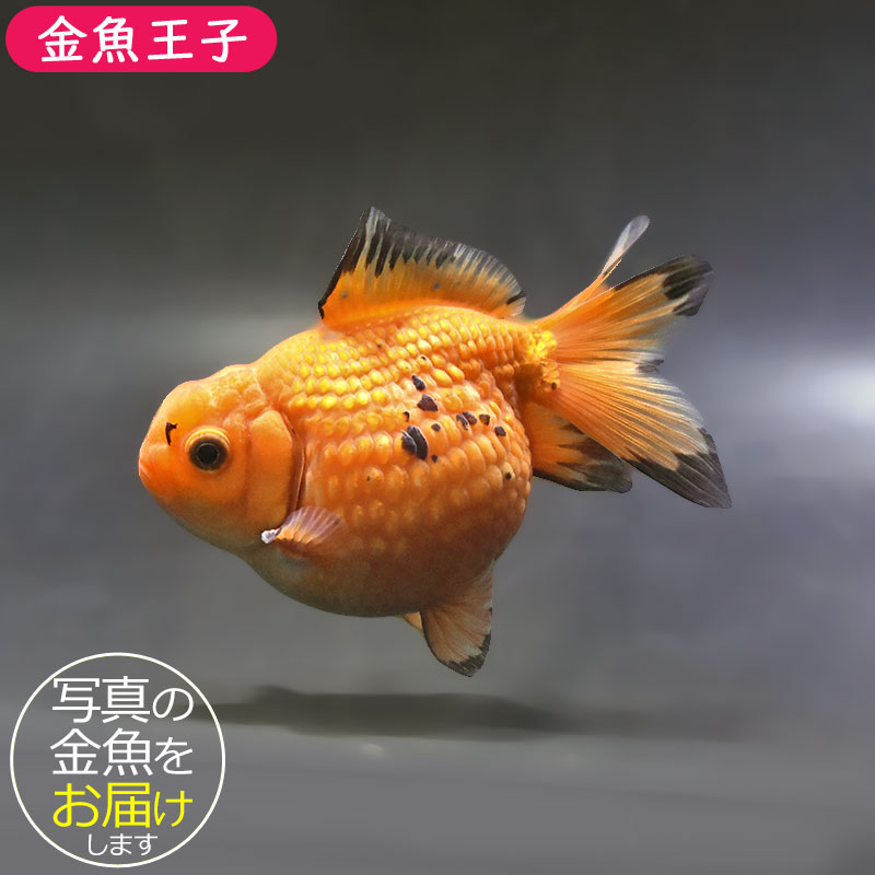 金魚王子】レッドピンポンパール 10.5cm前後 (個体番号：xsw954) 金魚