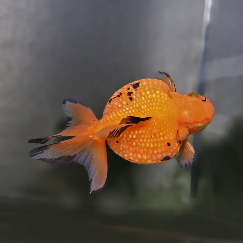 金魚王子】レッドピンポンパール 10.5cm前後 (個体番号：xsw954) 金魚