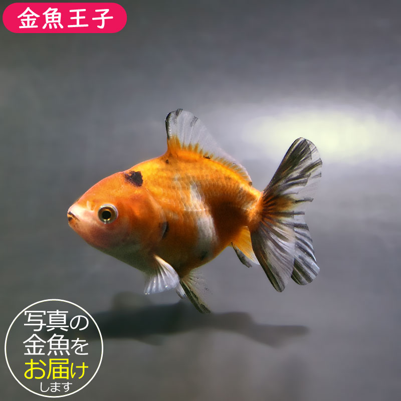 金魚王子】バルーンオランダ 6.5±1cm前後 (個体番号：zaq227) 金魚