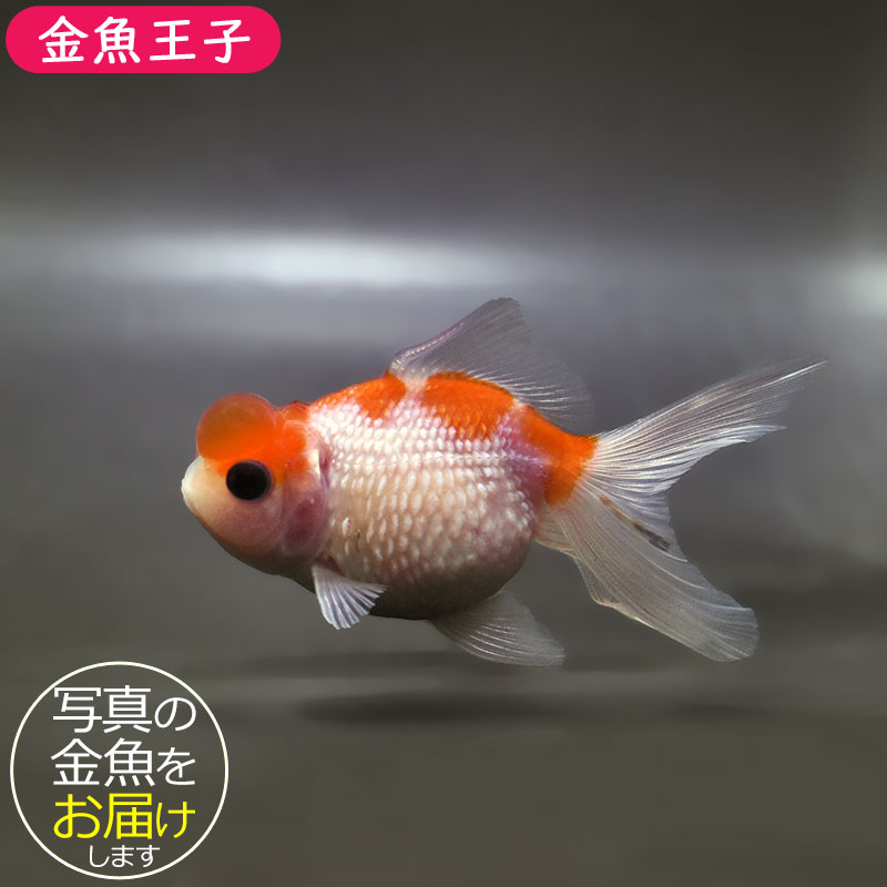 あこや真珠　パール　金魚　羽　11コ 金魚王子】更紗浜錦 8～9cm前後 (個体番号：zaq756) 金魚 きんぎょ