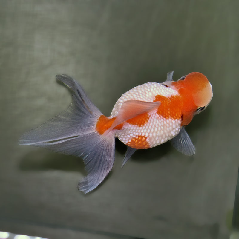 金魚王子】更紗浜錦 8～9cm前後 (個体番号：zaq756) 金魚 きんぎょ