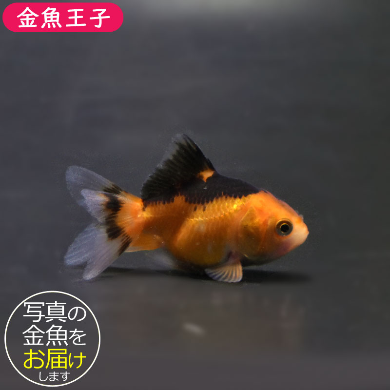 金魚王子】ベビーオランダ 5±1cm前後 (個体番号：cde349) 金魚