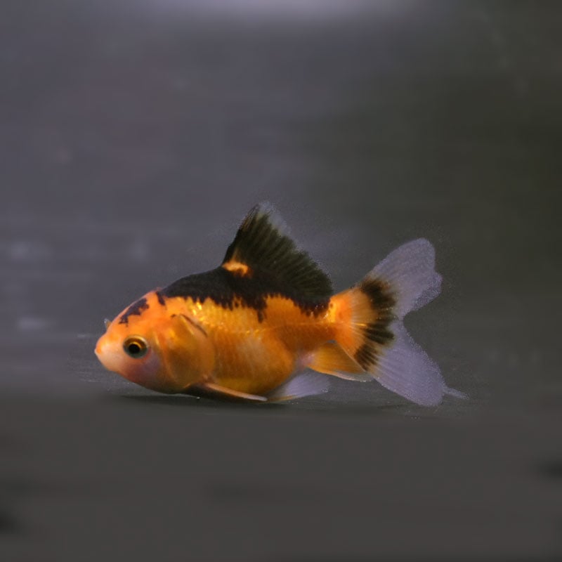 炎獅子 2018/5)雷神獣皇サンダー・Z・レオン【X】{BS46-X01}《赤》