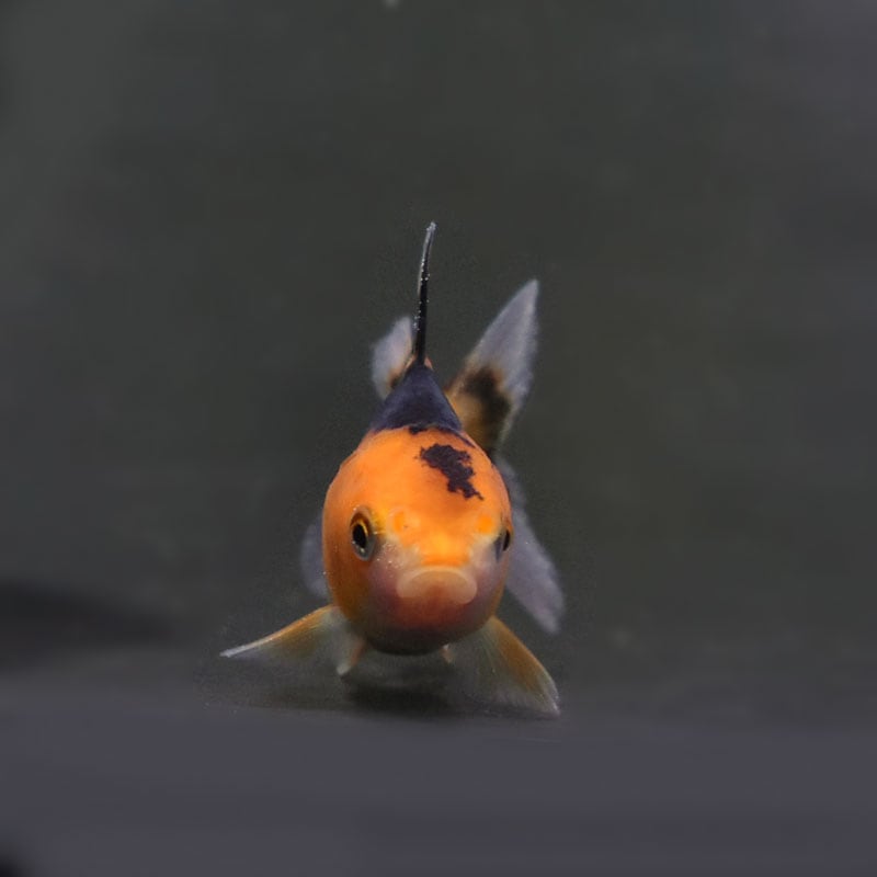きんぎょページ☆ 金魚王子】変わり柄水泡眼 6.5±1cm前後 (個体番号：cde411) 金魚