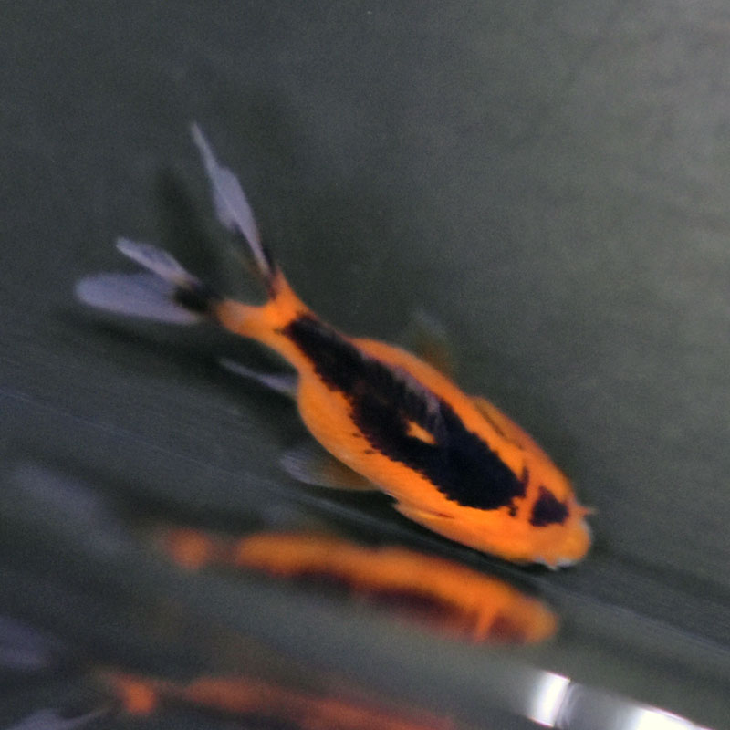 金魚王子】ベビーオランダ 5±1cm前後 (個体番号：cde349) 金魚