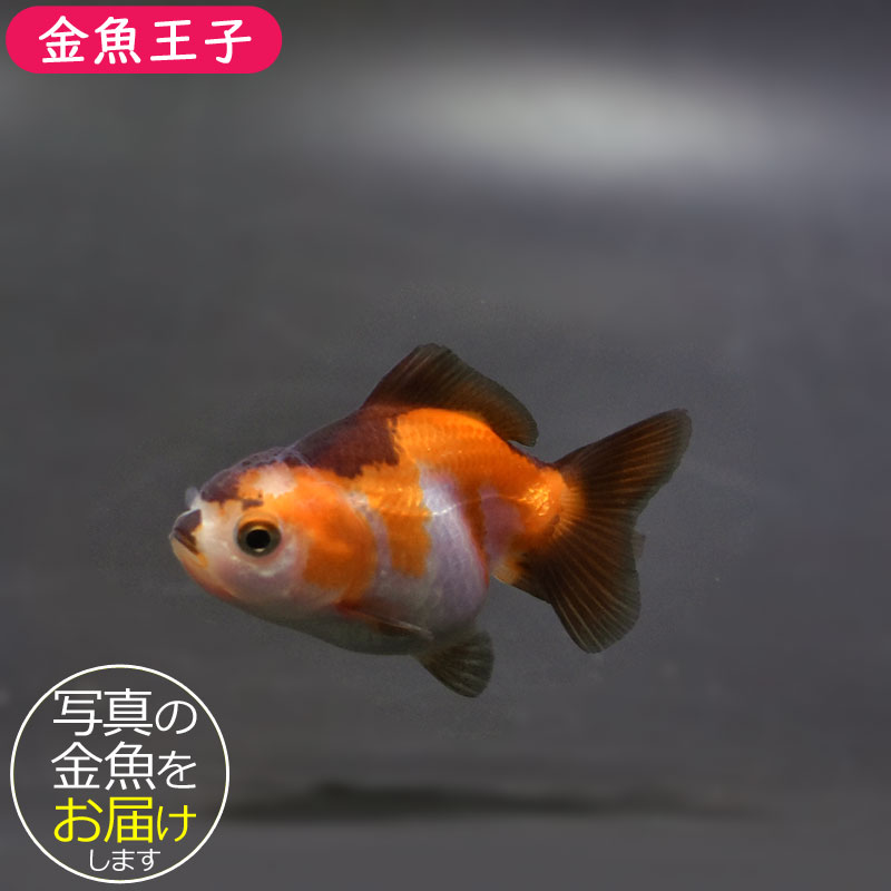 大地の子〈6枚組〉 大地の子 全集〈6枚組〉