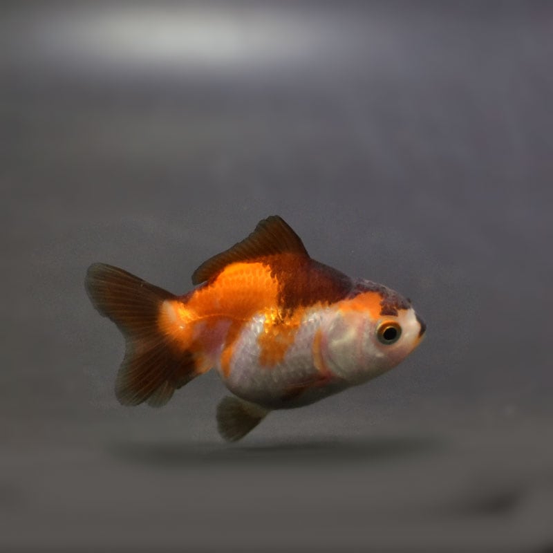 金魚王子】ハーフムーンオランダ 6.5±1cm前後 (個体番号：cde526