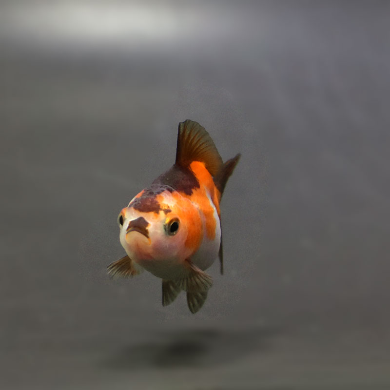 キョンタ　　おまとめ６点 キョンタ おまとめ6点 あなたはどっち派❓】 サーキット好きな