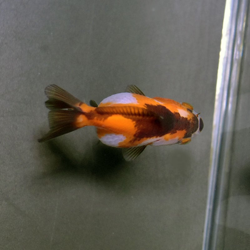 キョンタ　　おまとめ６点 金魚王子】ハーフムーンオランダ 6.5±1cm前後 (個体番号：cde526