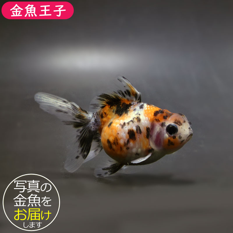 【金魚王子】キャリコ浜錦 8.5±1cm前後 (個体番号：cde702) 金魚 きんぎょ 生体 パールスケール 厳選個体