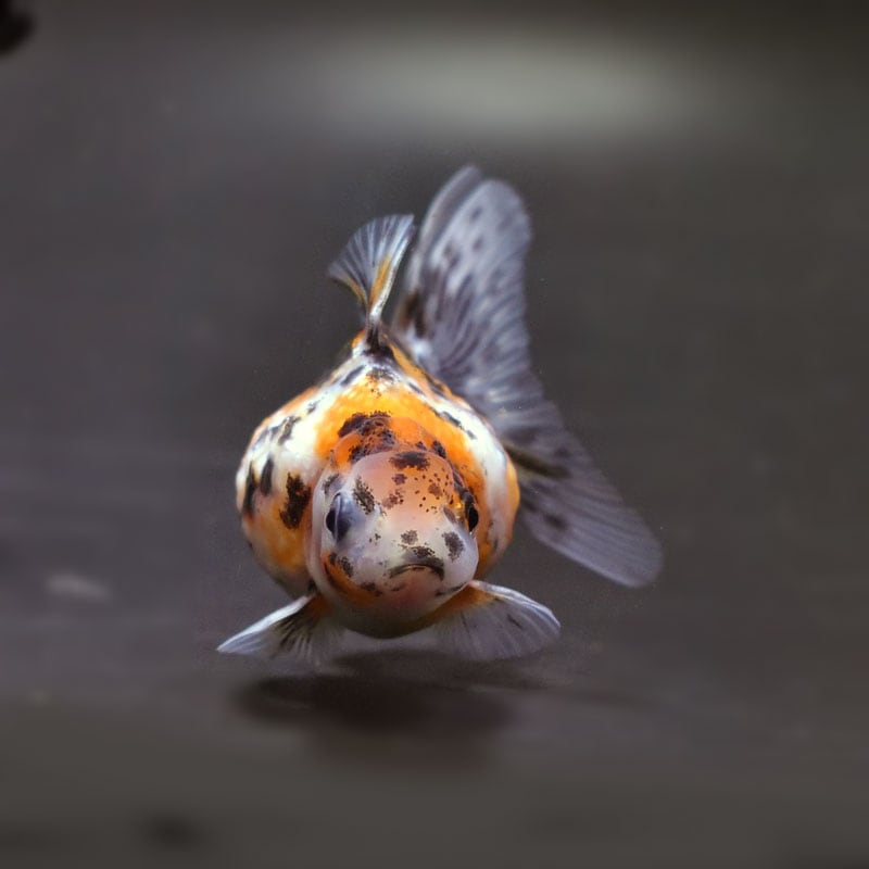 【金魚王子】キャリコ浜錦 8.5±1cm前後 (個体番号：cde702) 金魚 きんぎょ 生体 パールスケール 厳選個体