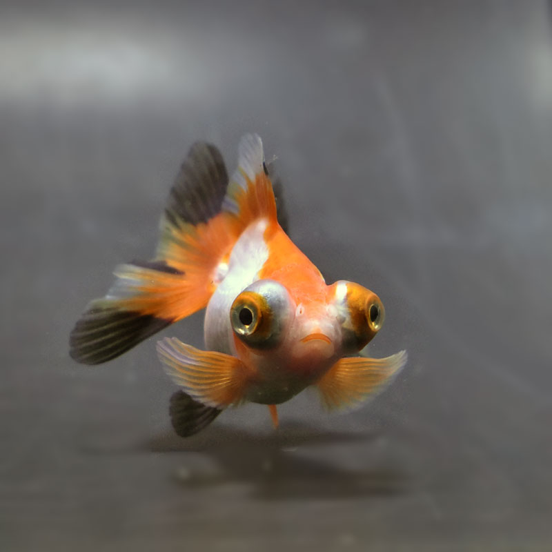 【金魚王子】三色蝶尾 8±1cm前後 (個体番号：xsw119) 金魚 きんぎょ 生体 蝶尾 厳選個体