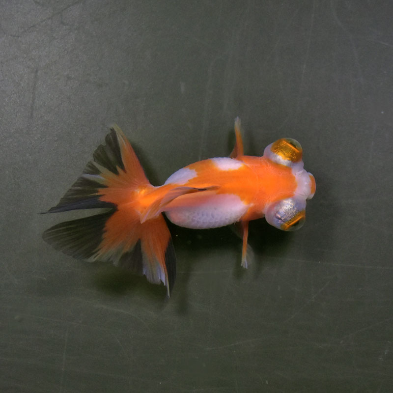 【金魚王子】三色蝶尾 8±1cm前後 (個体番号：xsw119) 金魚 きんぎょ 生体 蝶尾 厳選個体