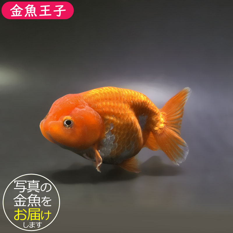 金魚王子】更紗らんちゅう 12～13cm前後 (個体番号：xsw455) 金魚