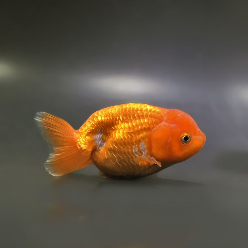 金魚王子】更紗らんちゅう 12～13cm前後 (個体番号：xsw455) 金魚