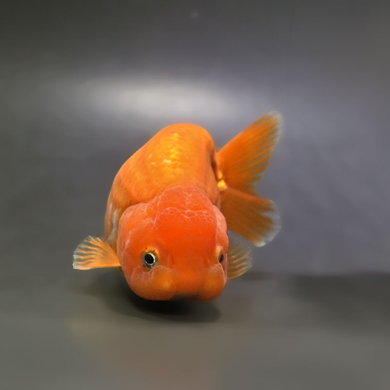 金魚王子】更紗らんちゅう 12～13cm前後 (個体番号：xsw455) 金魚
