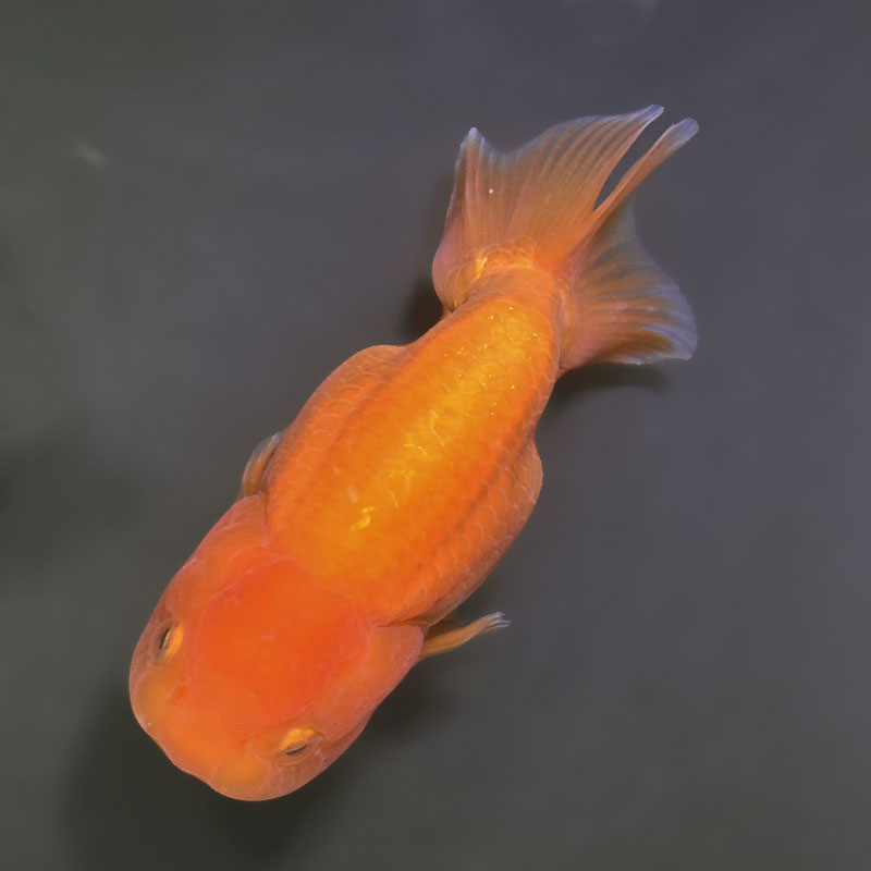らんちゅう 金魚王子】更紗らんちゅう 12～13cm前後 (個体番号：xsw455) 金魚