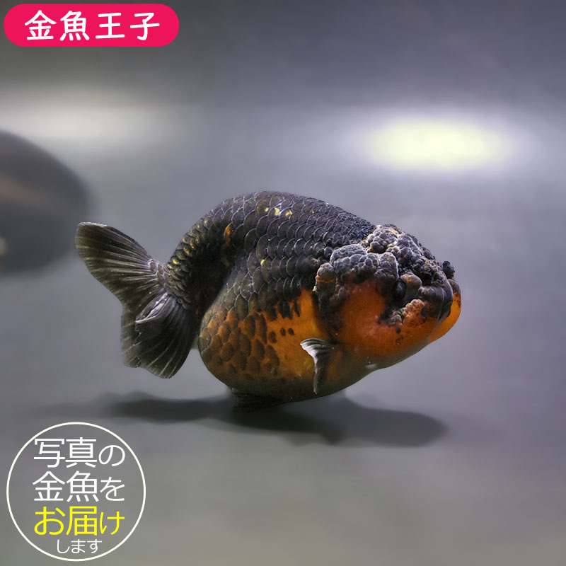 金魚王子】変わり柄らんちゅう 9.5cm前後 (個体番号：xsw795) 金魚