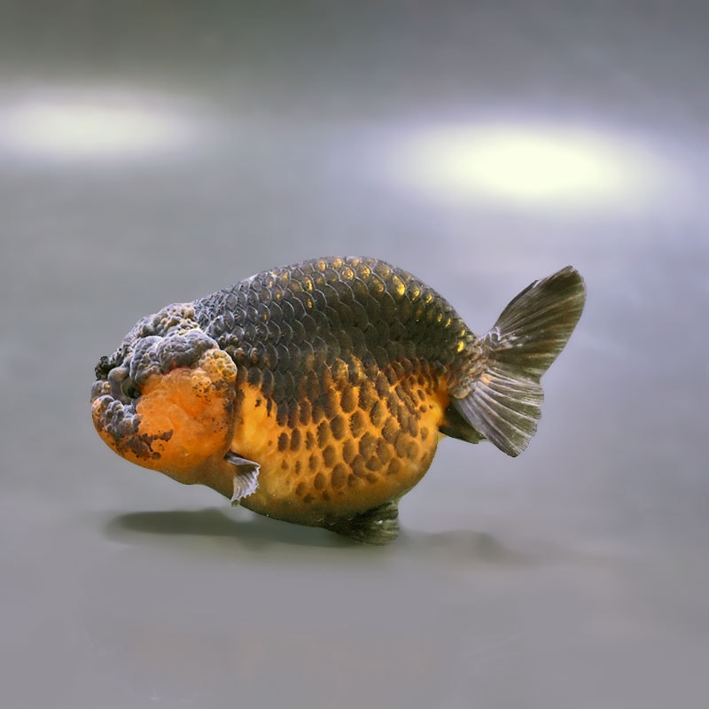 金魚王子】変わり柄らんちゅう 9.5cm前後 (個体番号：xsw795) 金魚