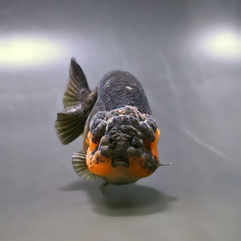 金魚王子】変わり柄らんちゅう 9.5cm前後 (個体番号：xsw795) 金魚