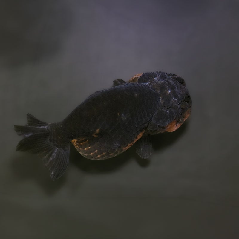 らんちゅう他 金魚王子】変わり柄らんちゅう 9.5cm前後 (個体番号：xsw795) 金魚